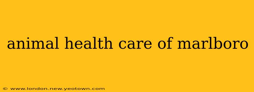 animal health care of marlboro