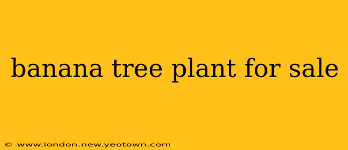 banana tree plant for sale