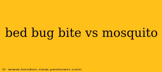 bed bug bite vs mosquito