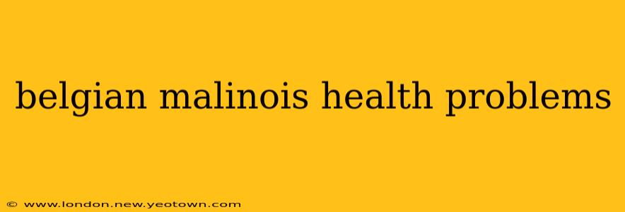 belgian malinois health problems