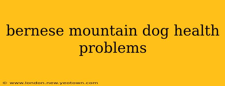 bernese mountain dog health problems