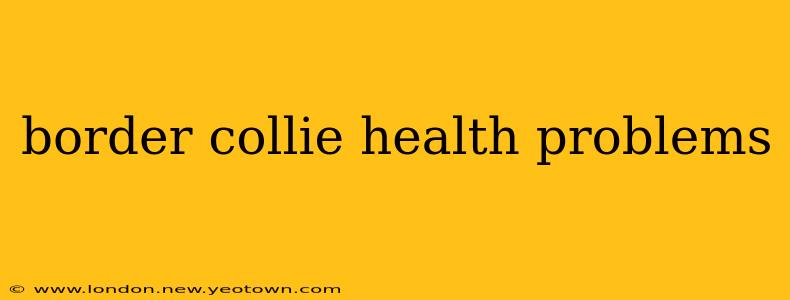 border collie health problems