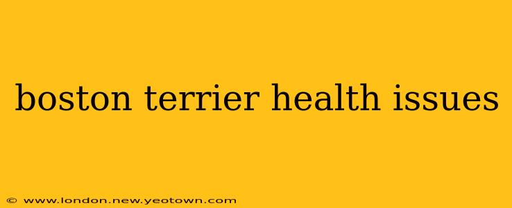 boston terrier health issues