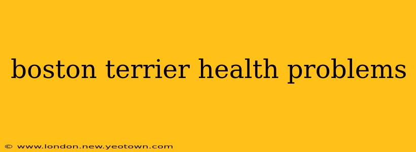boston terrier health problems