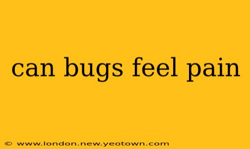can bugs feel pain