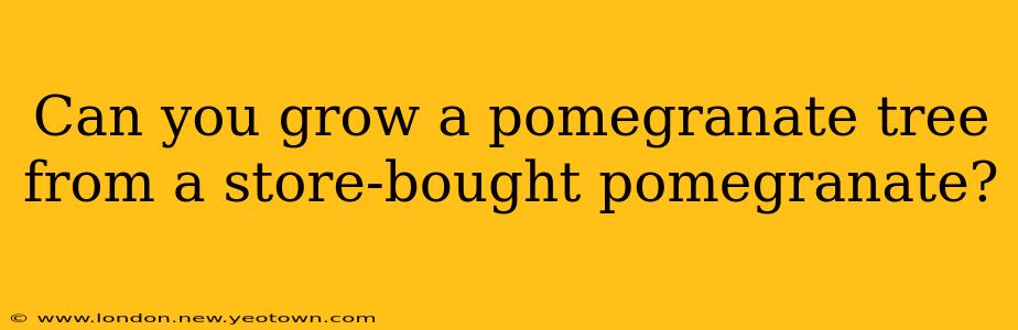 Can you grow a pomegranate tree from a store-bought pomegranate?
