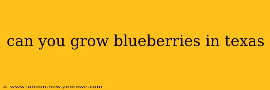 can you grow blueberries in texas