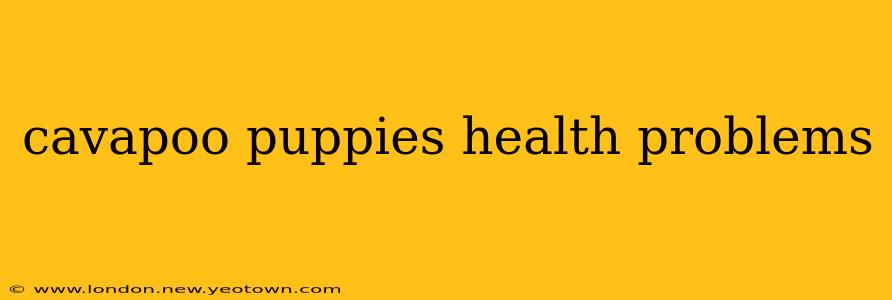 cavapoo puppies health problems