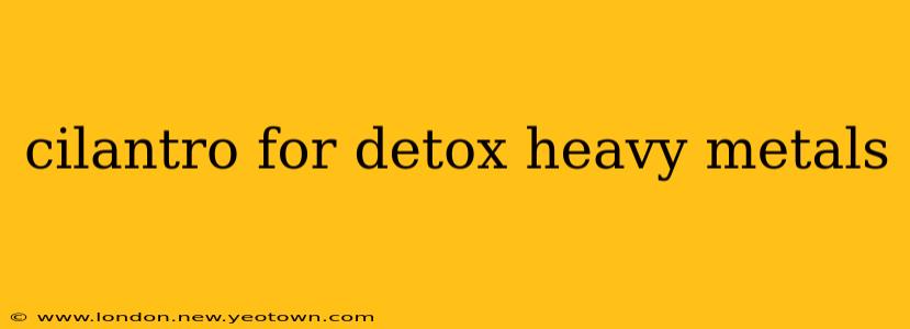 cilantro for detox heavy metals