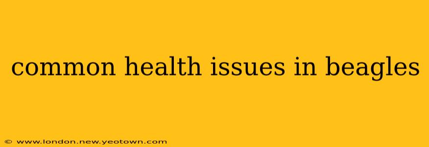 common health issues in beagles