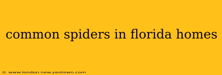 common spiders in florida homes