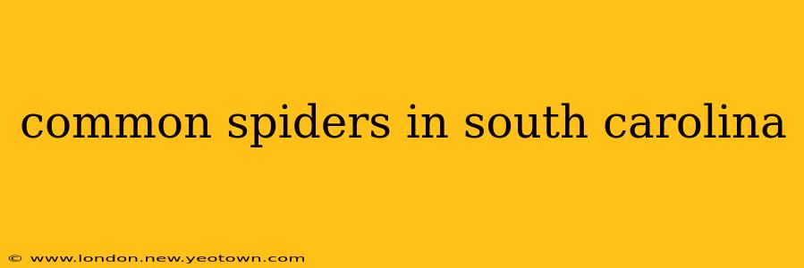common spiders in south carolina