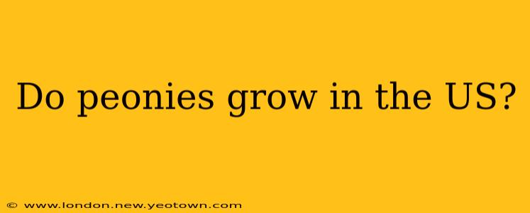 Do peonies grow in the US?