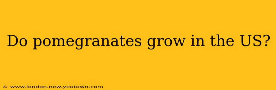 Do pomegranates grow in the US?