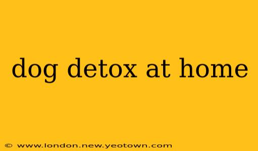 dog detox at home