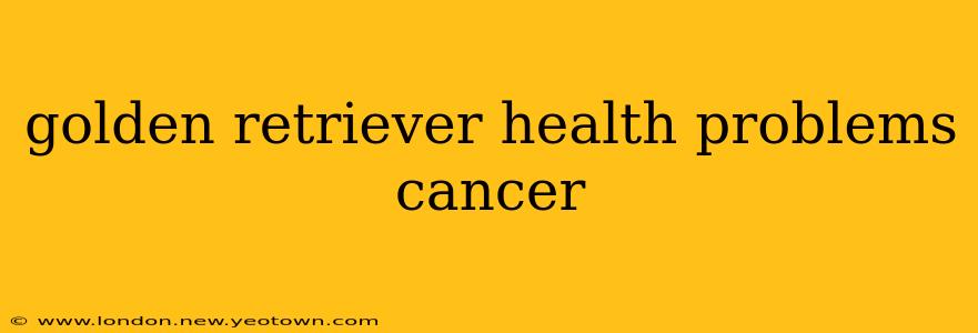 golden retriever health problems cancer