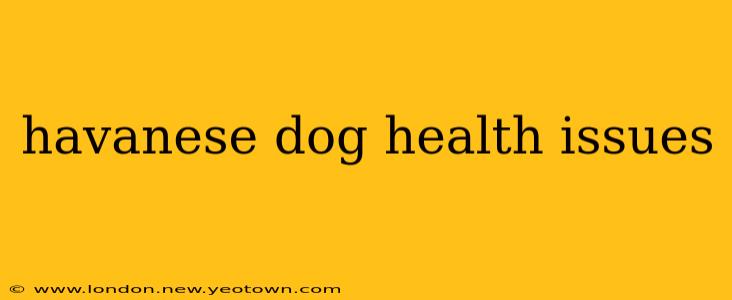 havanese dog health issues