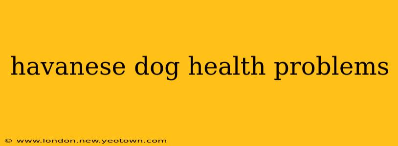 havanese dog health problems