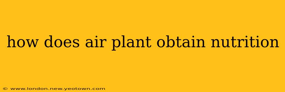 how does air plant obtain nutrition