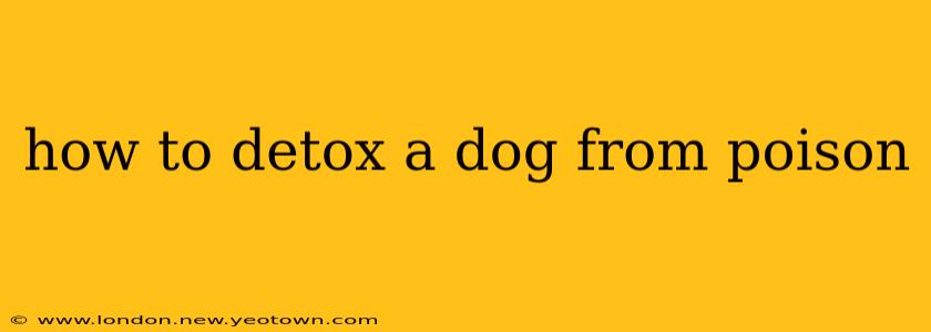 how to detox a dog from poison