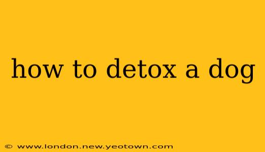 how to detox a dog