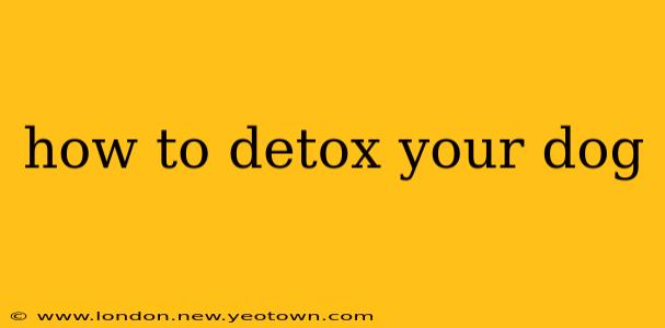 how to detox your dog