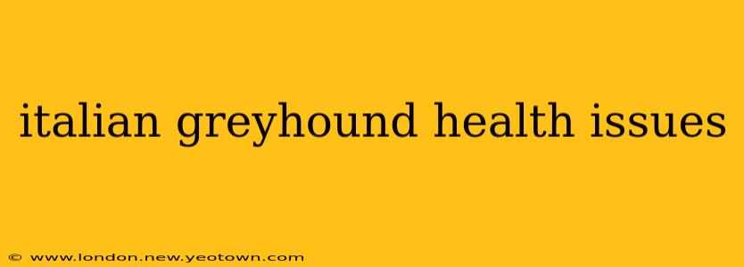 italian greyhound health issues