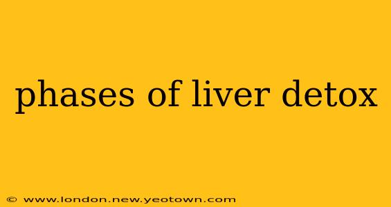 phases of liver detox