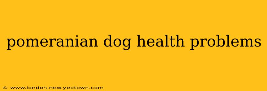 pomeranian dog health problems