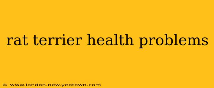 rat terrier health problems