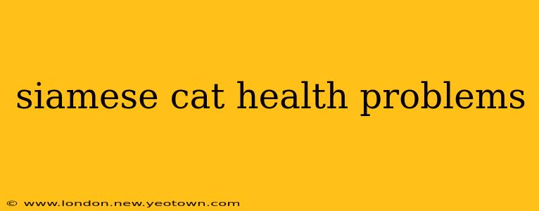 siamese cat health problems