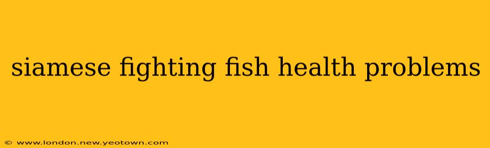 siamese fighting fish health problems