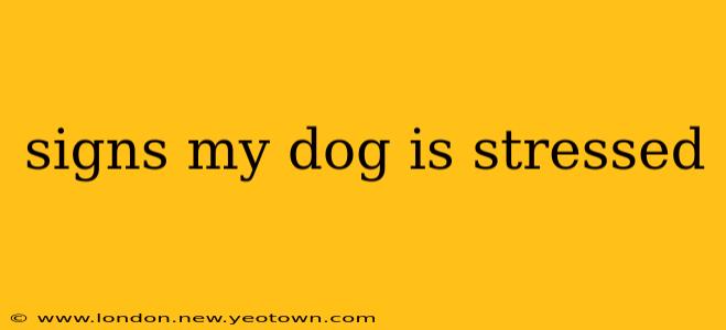 signs my dog is stressed