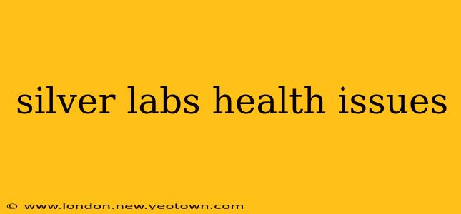 silver labs health issues