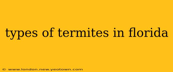 types of termites in florida