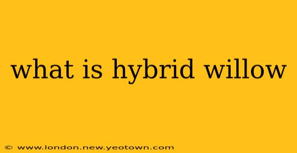 what is hybrid willow