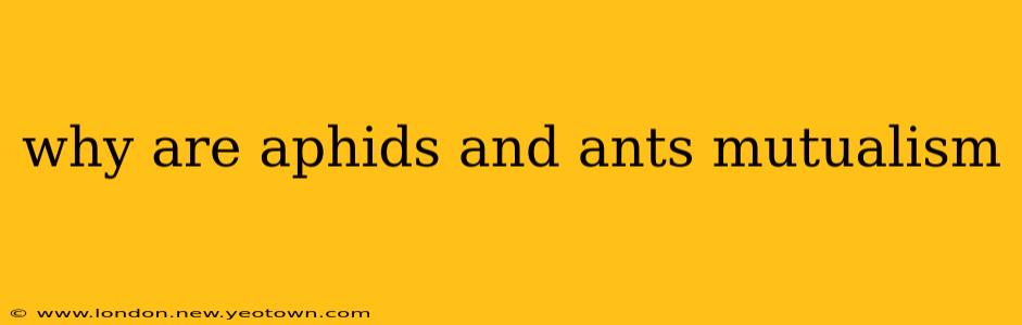 why are aphids and ants mutualism
